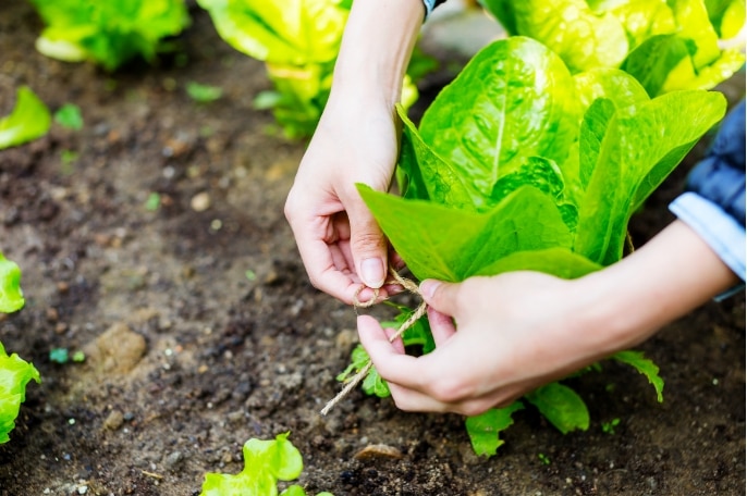 hands tying lettuce in field